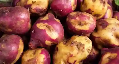 Papa Sabanera